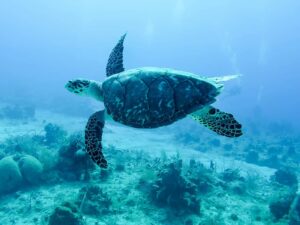 Help us protect our marine life...