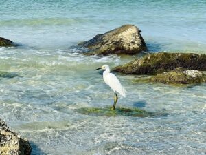 Empower ocean conservation and make waves...