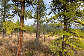 Kootenay River Ranch, BC (Photo by Richard Klafki/NCC staff)