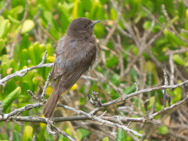 Nature Where I Live: San Francisco:...