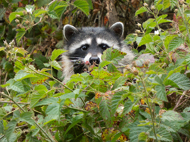 Nature Where I Live: San Francisco:...