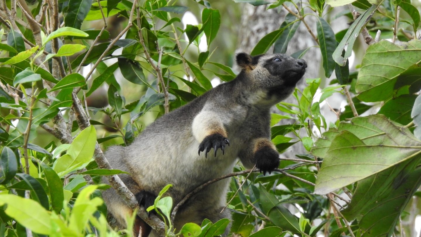 A tree kangaroo with a dark face and paws sniffing vegetation.