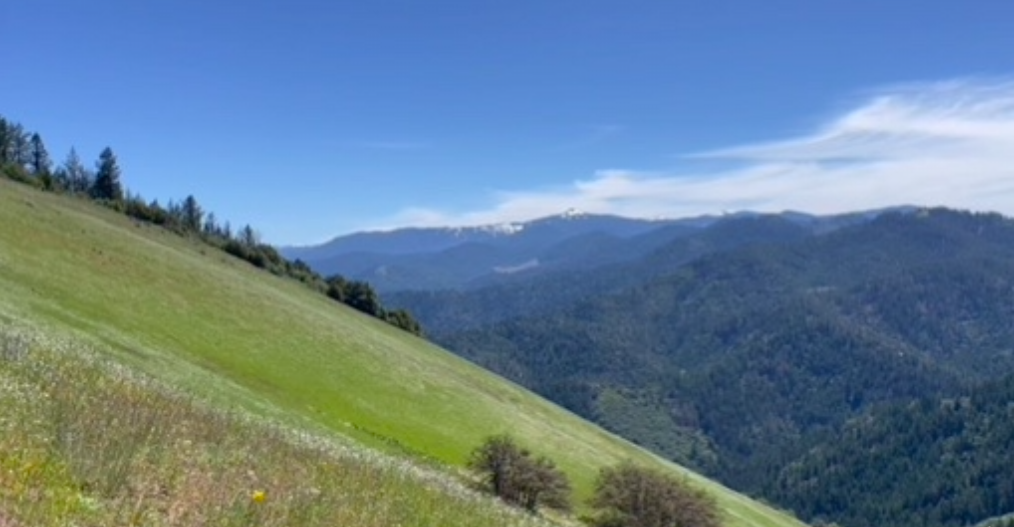 Oregon sunshine