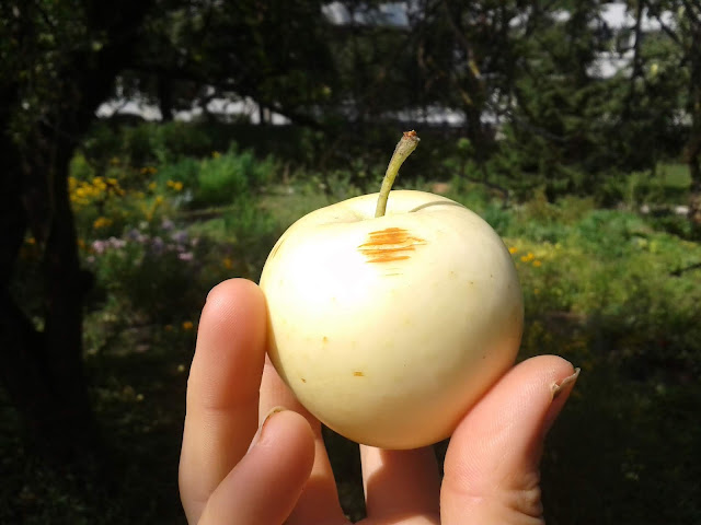 Forest Garden Plants: Saving Rare Apple...