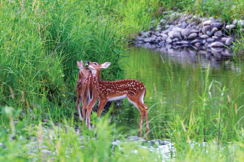 Step into serenity with forest bathing