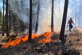 Bringing fire back to the land helps maintain the mixed forest and grassland ecosystem at Kootenay River Ranch, BC (Photo by Virginia Hermanson/NCC staff)