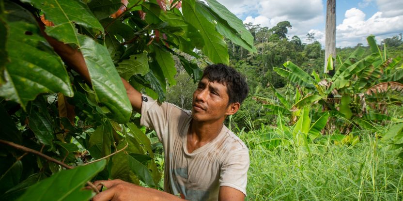 É floresta ou sistema agroflorestal? Os...
