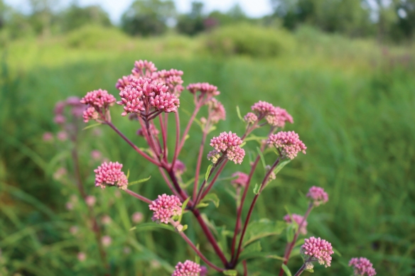Spring Bluff in Winthrop Harbor
Tall grasses sway in the breeze as sweet Joe-Pye weed (Eutrochium purpureum) brightens the view. An observation deck offers a 360-degree perspective of the preserve's dramatic landscape, as well as Lake Michigan and adjoining natural areas. Spring Bluff is primarily wetlands with oak savanna and prairie.