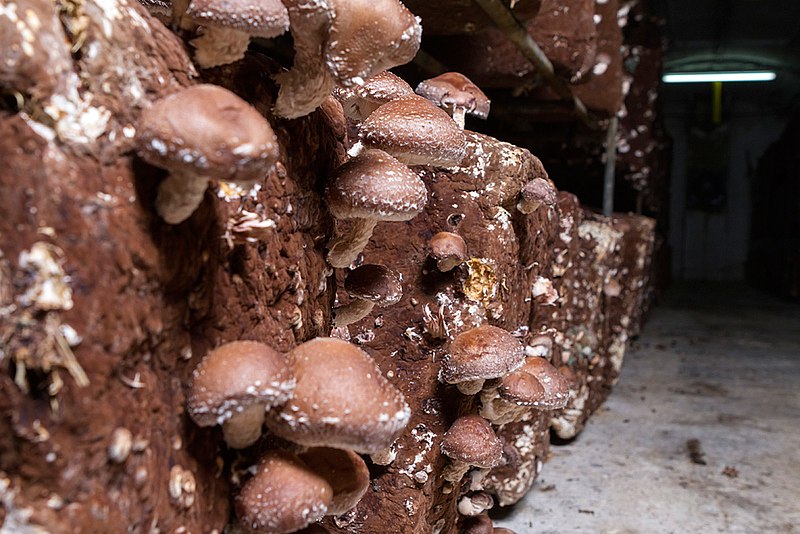 Let’s get our Shiitakes together!