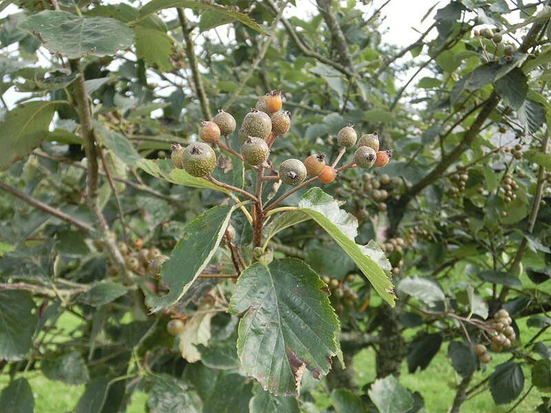 Devon Whitebeam.JPG
