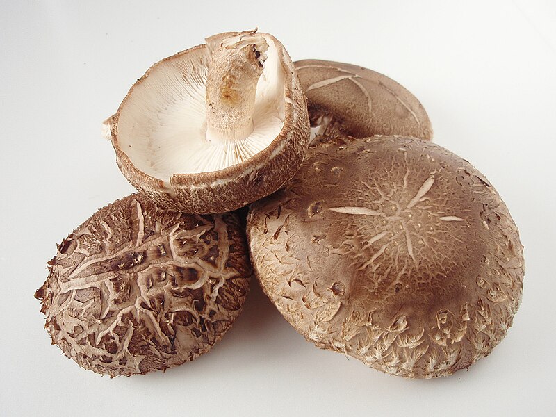 Lentinula edodes 20101113 c.jpg