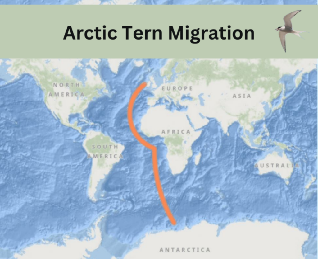 Arctic Tern Migration