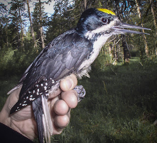 Black-backed woodpeckers need small fires, not...