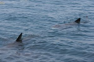 Basking sharks off West Cork, Ireland