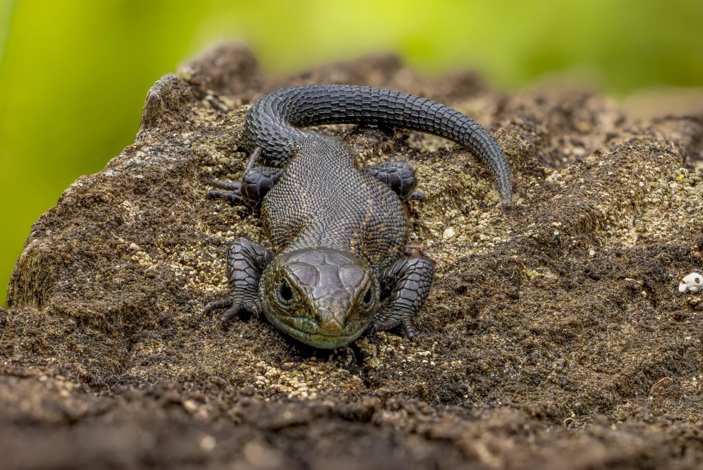 July wildlife highlights – New Forest...
