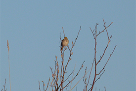 Savannah sparrow at Waterton Park Front, AB (Photo by Emily Pejc)