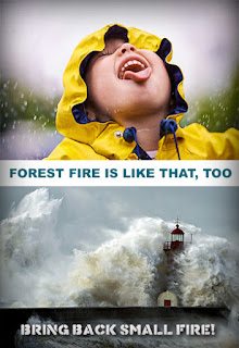 Not all forest fire is bad…