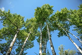 Trembling aspen quickly reach great heights (Photo by Carys Richards)