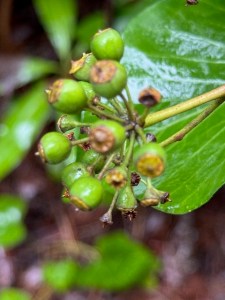 Noticing | Terra Nova Nature School