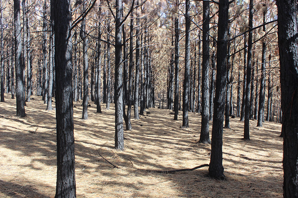 Wildfires cause havoc in KZN