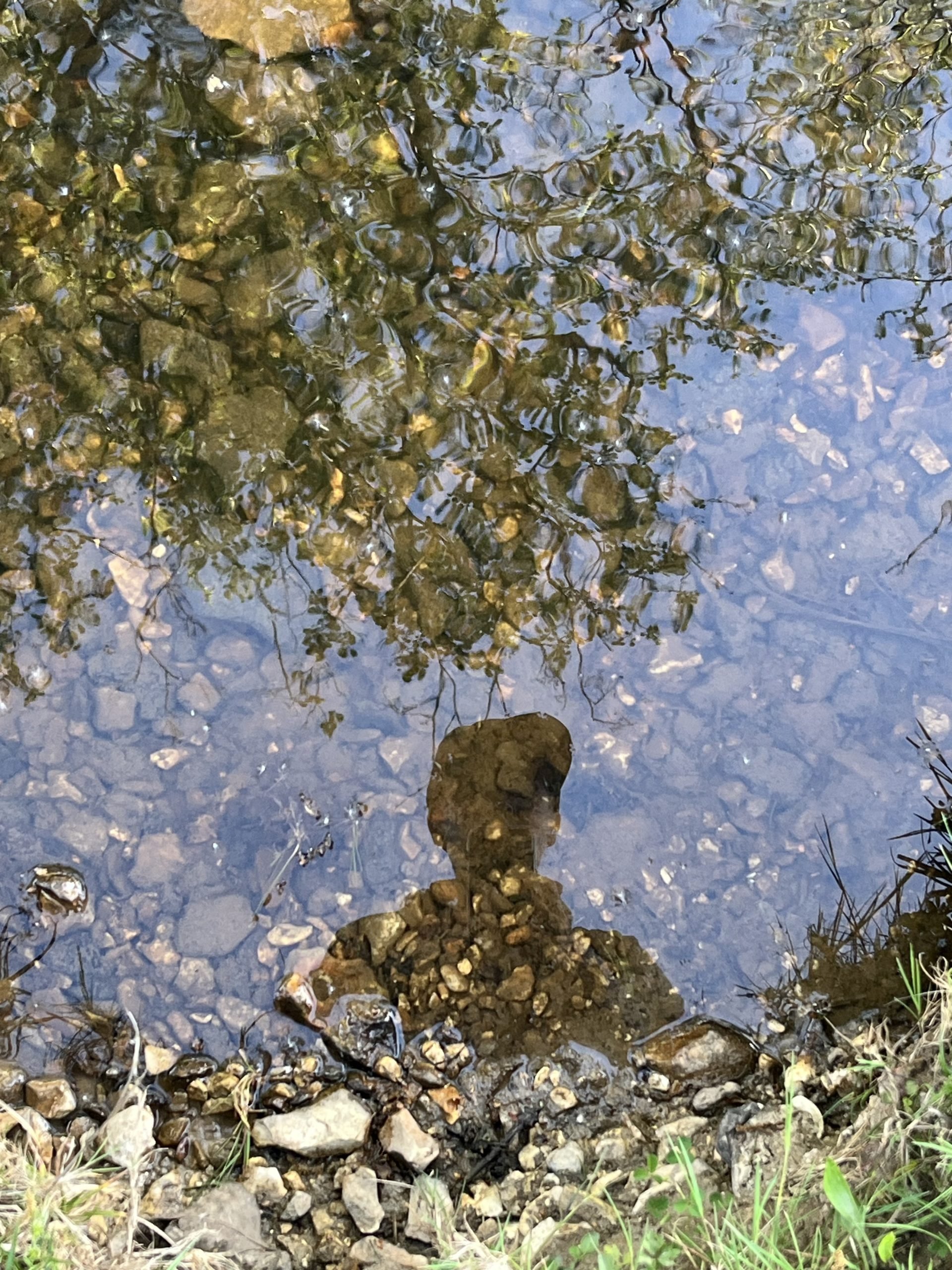 Isabella Martin in the New Forest