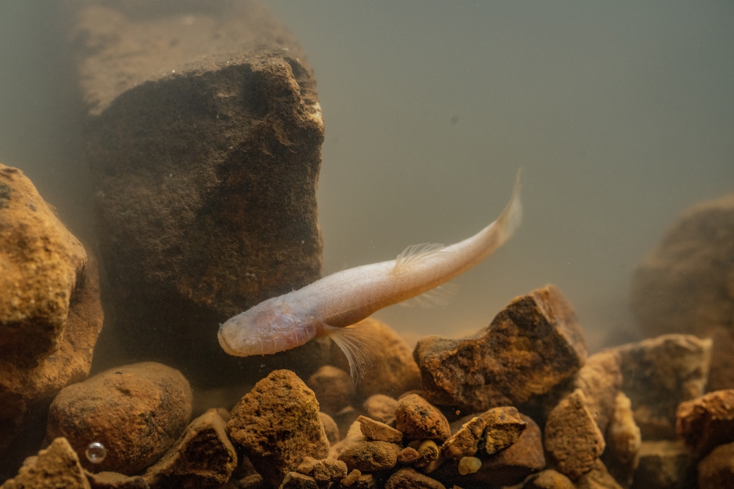 A small transparent fish.