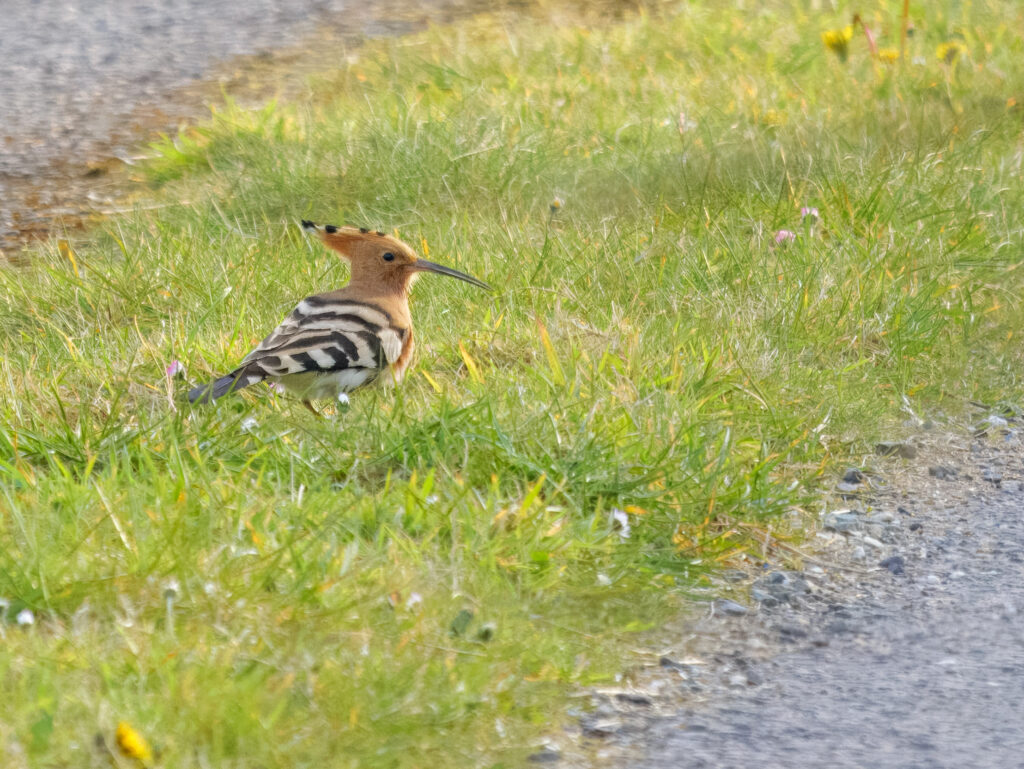 Eurasian Hoopoe at Galley Head, West Cork, one of an unprecedented Hoopoe influx to Ireland and Britain in spring of 2025