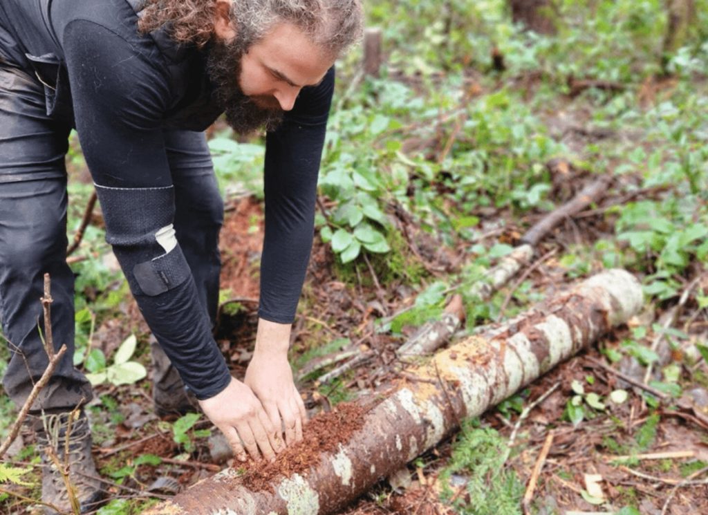 Learn about growing old-growth forests at...