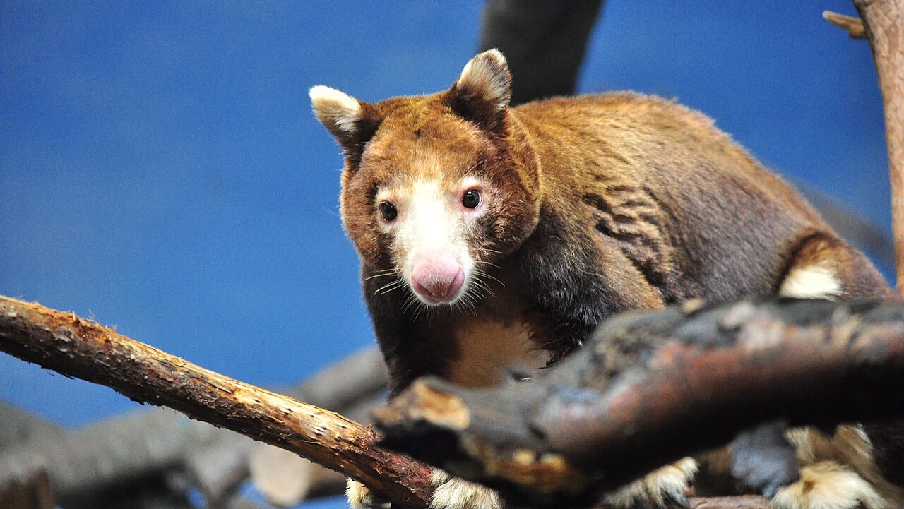 A tree-kangaroo looks at the camera. It has golden brown fur and a light muzzle.