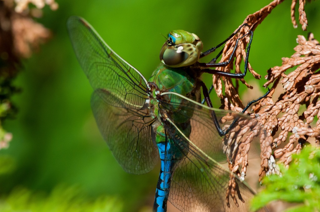 Green darner dragonflies (Anax junius) undertake long migrations, discussed in this post from our archive. Stock photo.