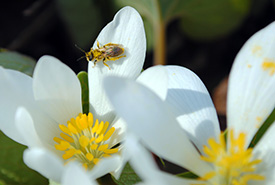 Bee on bloodroot (Sean Feagan/NCC)