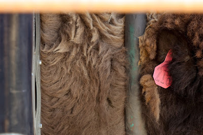 What to Watch When Herding Buffalo