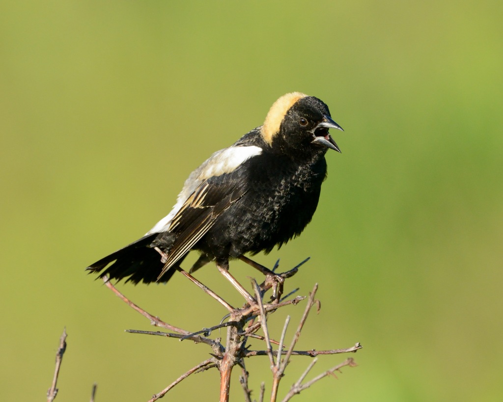 The bird that wears a tuxedo...