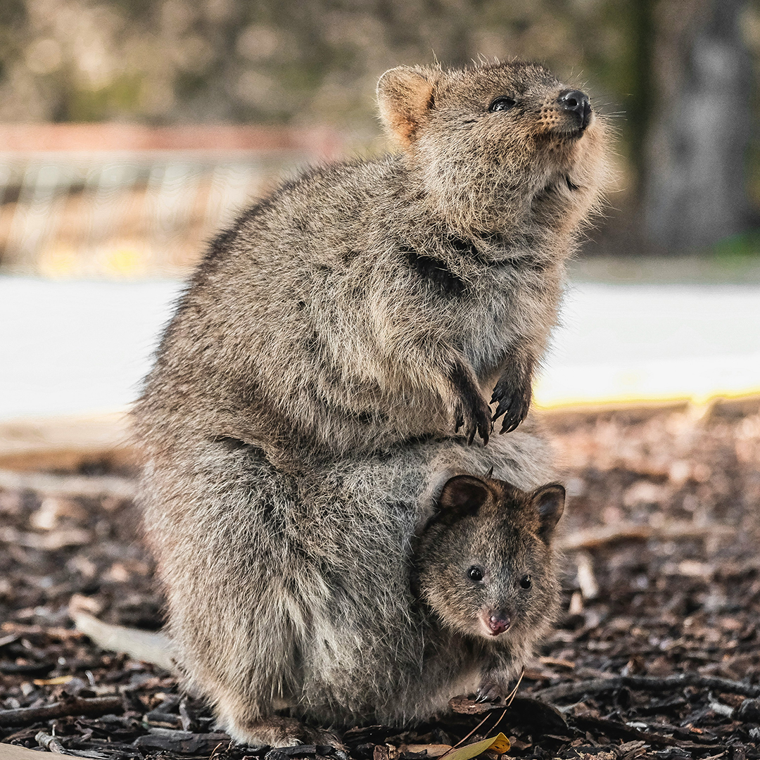 Quokka Fact Sheet | Blog |...