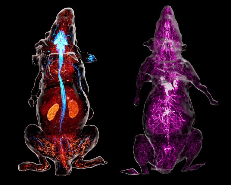 A side-by-side composite of two full-body mouse scans, each showing the nerve structures. The left shows the nerves in blue, red and orange, and the right in purple, both on a black background.