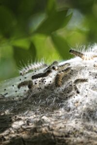 Oak Processionary Moth confirmed in Ireland
