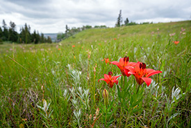Fyten Lea, AB (Photo Sean Feagan/NCC)