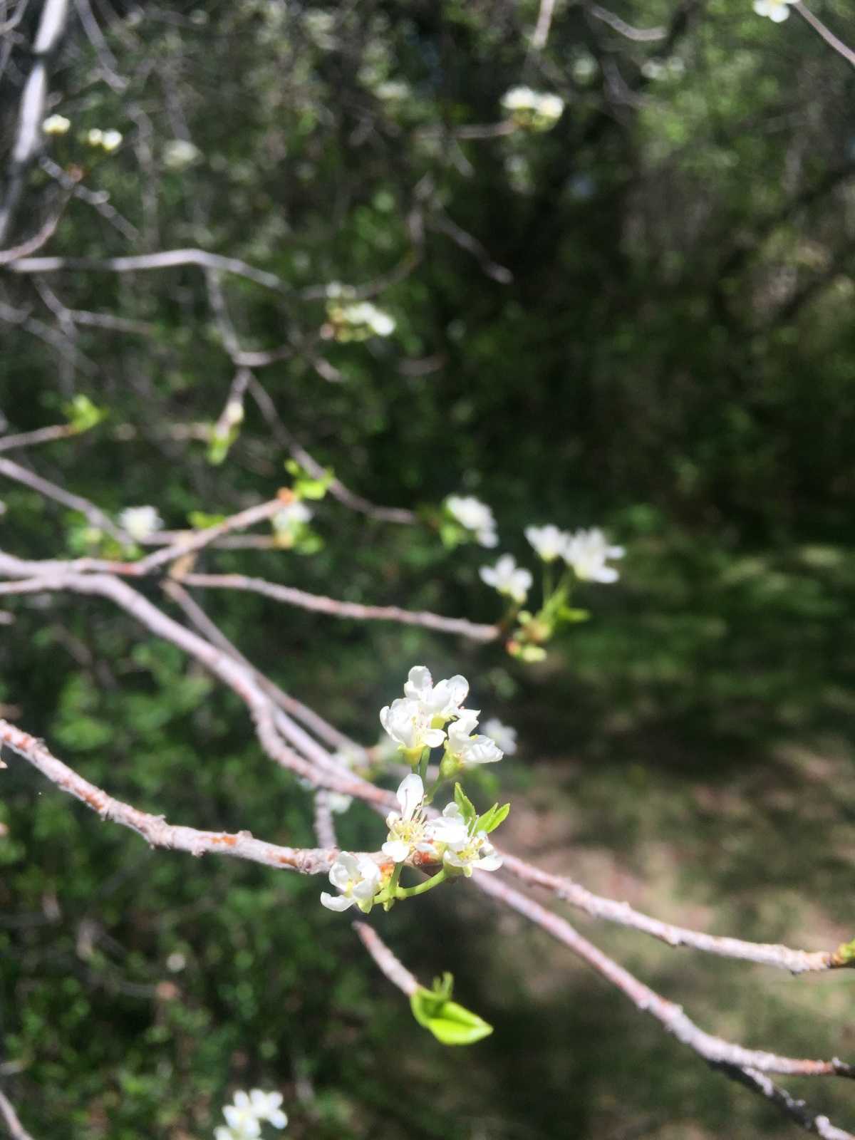 Lifeless Visions – A Wondering Discontent