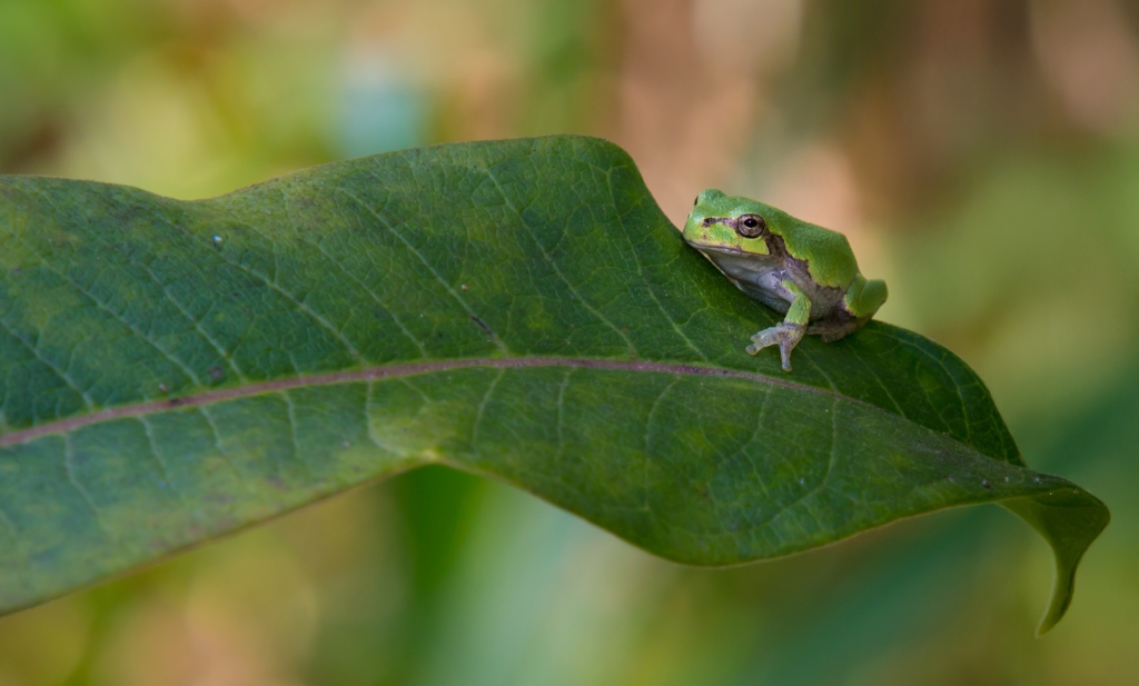 You may encounter a gray treefrog (Dryophytes spp.) while forest bathing.