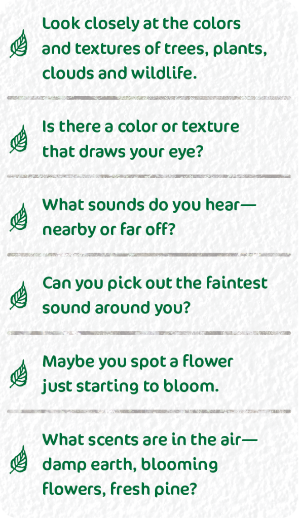 Some tips to help you practice forest bathing.
