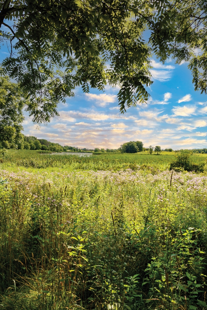 Summertime stuns at McDonald Woods. Trails here connect to our regional Millennium Trail and provide access to the Grass Lake Road Bike Path and several other neighboring communities and parks.