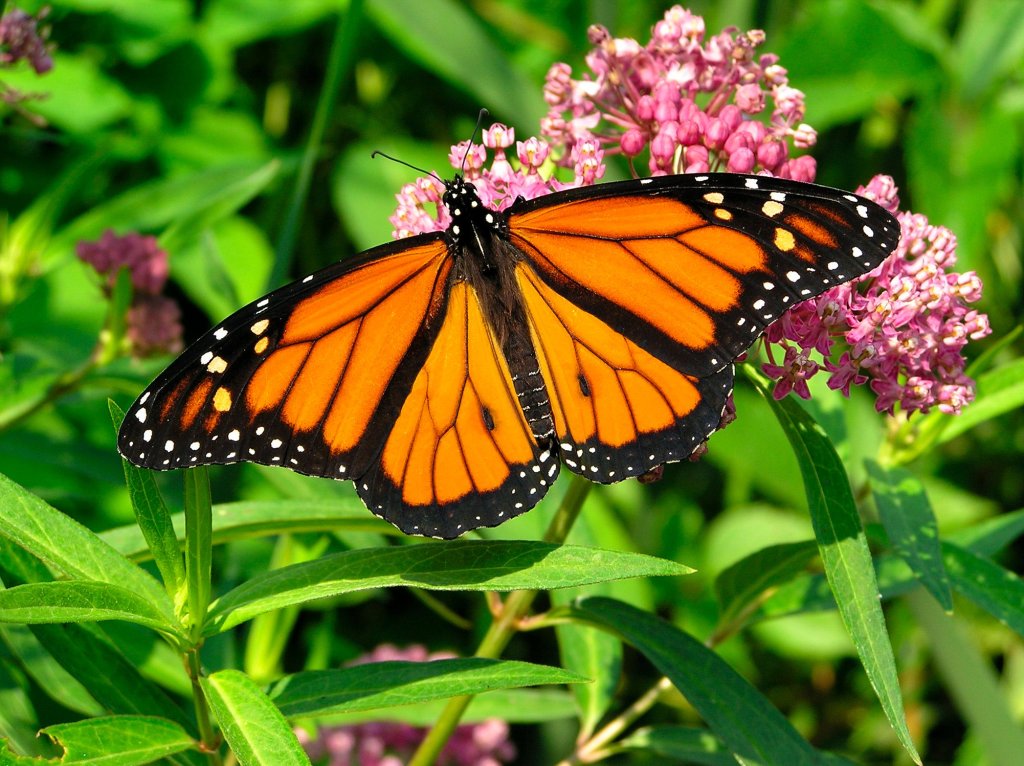 Monarch butterflies (Danaus plexippus) east of the Rocky Mountains undertake long journeys to overwinter in oyamel fir (Abies religiosa) trees in Mexico. Stock photo.