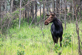 Moose (Sean Feagan/NCC)