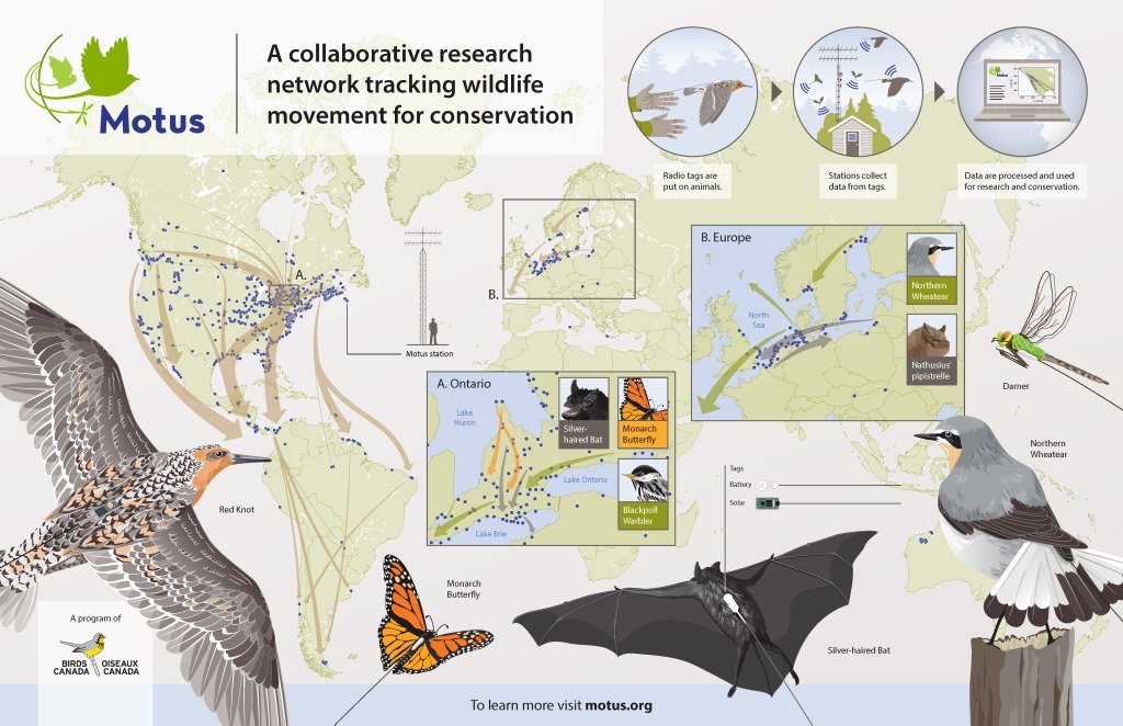 An infographic outlining how the Motus system works. Graphic © Motus Wildlife Tracking System, Bird Studies Canada.