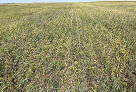 Rows of newly seeded native grasses growing in a former crop field (Matthew Braun/NCC)