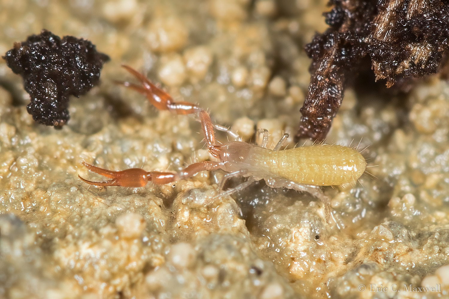 A small scorpion-like animal against the sand of a cave floor.