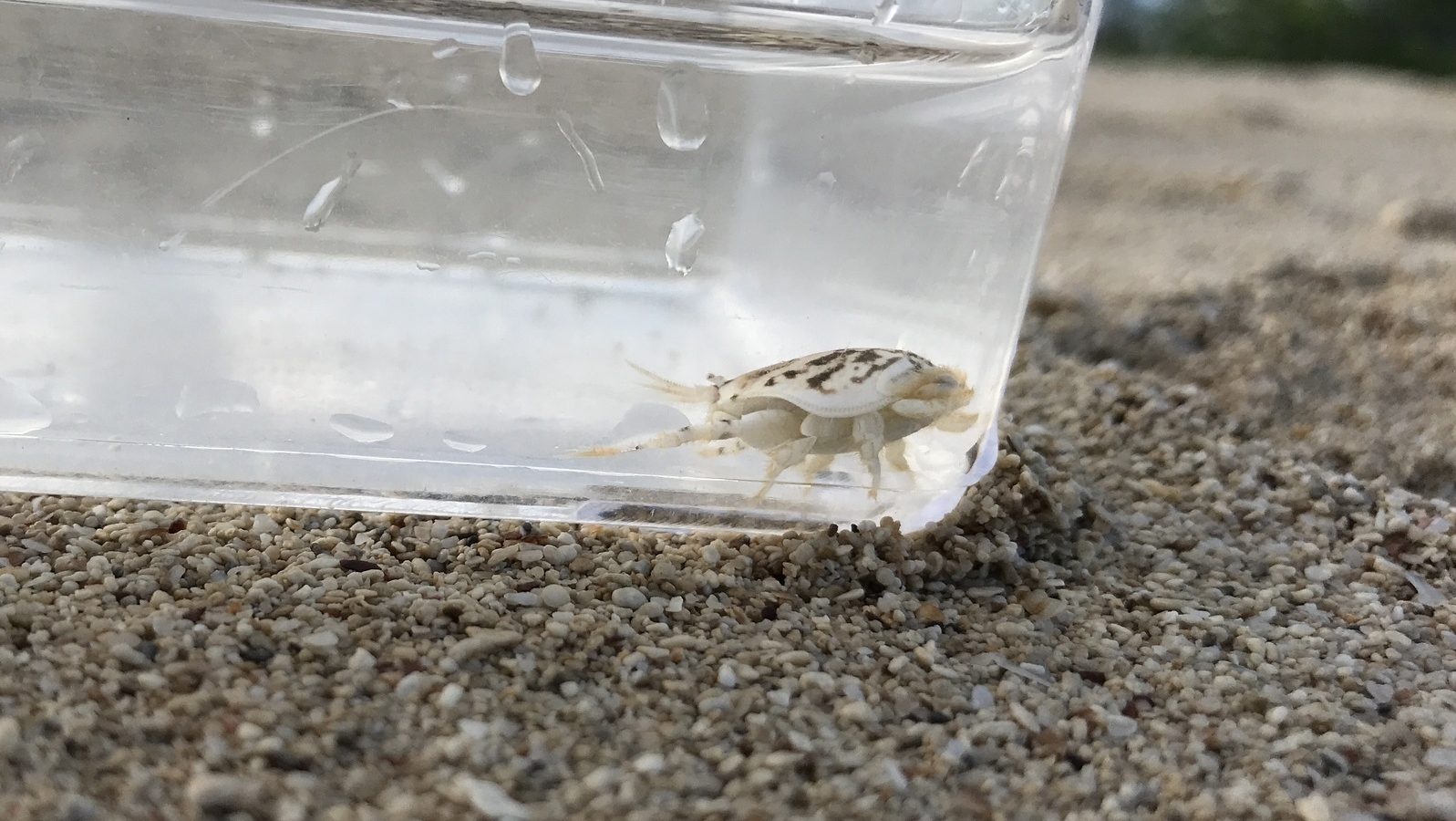 A mole crab in a small tray of water.