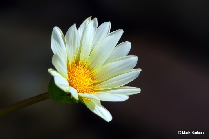 Shadows … | Nature’s Place