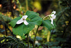 Pacific trillium (Sean Feagan/NCC)