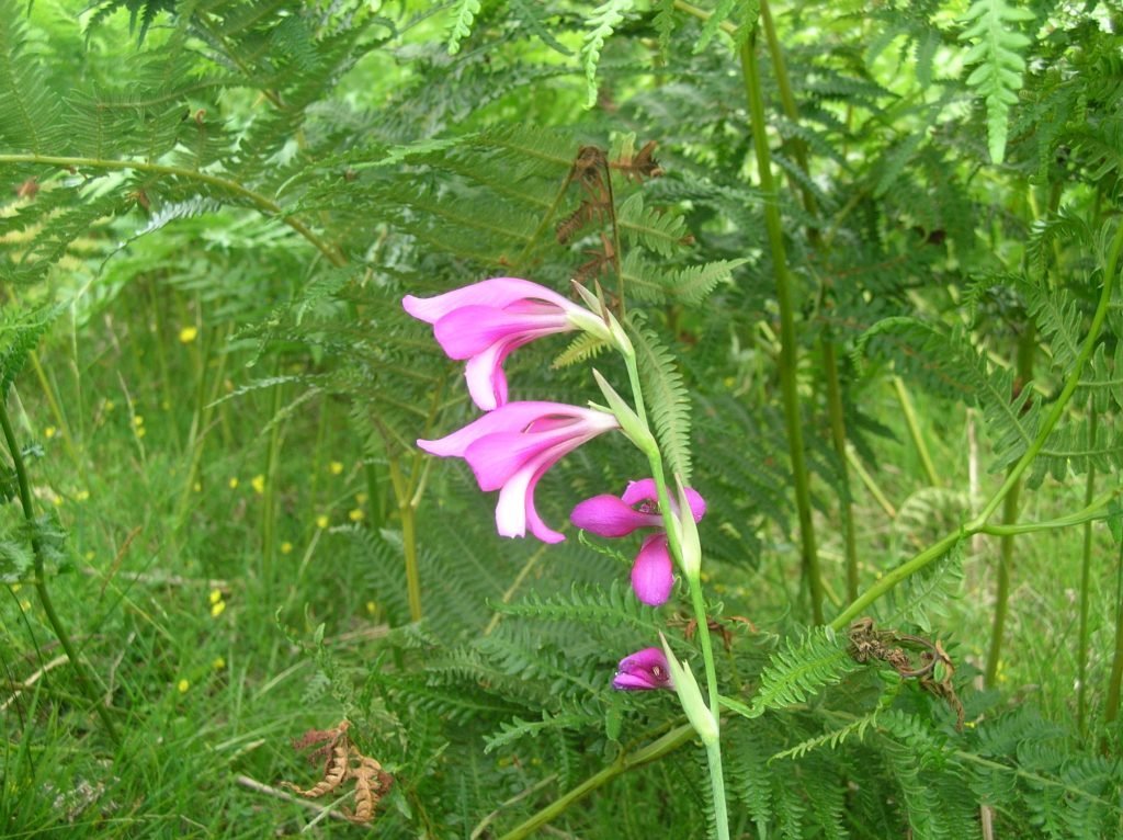 June wildlife highlights – New Forest...